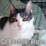 Cat Breeds 101: Aegean