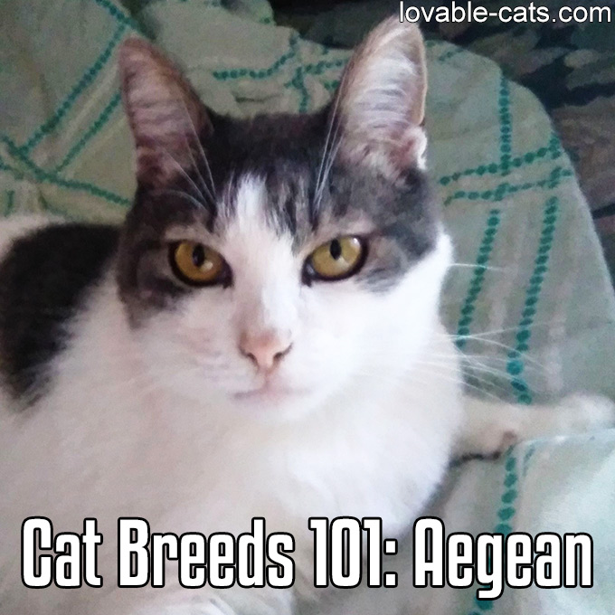Cats Breeds 101 - Aegean